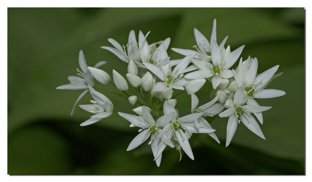 Bärlauchblüten