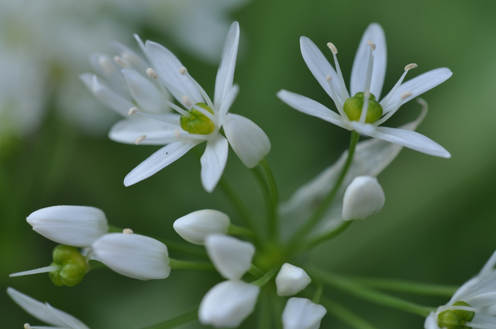 Bärlauchblüten...