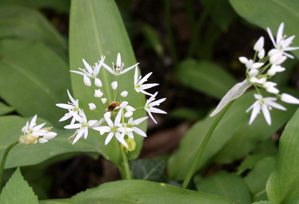 Bärlauchblüten