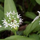  Baerlauchblüten