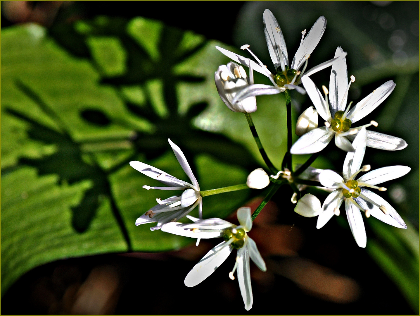 * Bärlauchblüten *