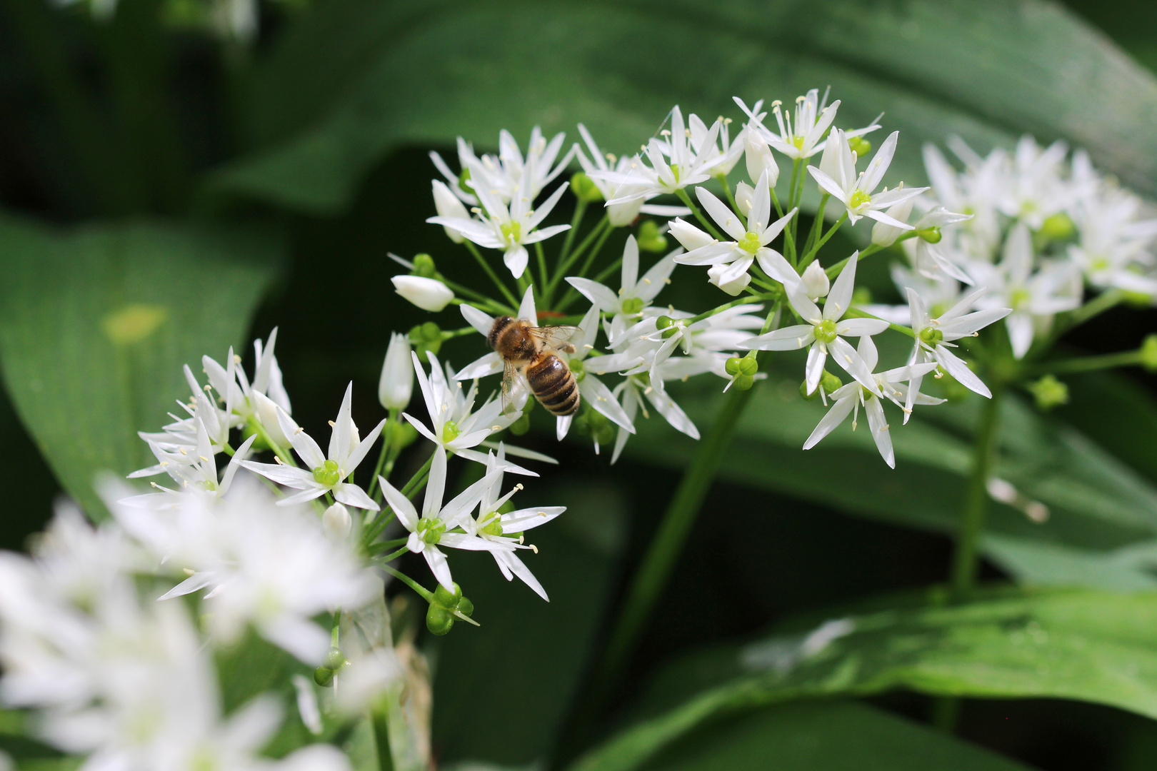 Bärlauchblüten