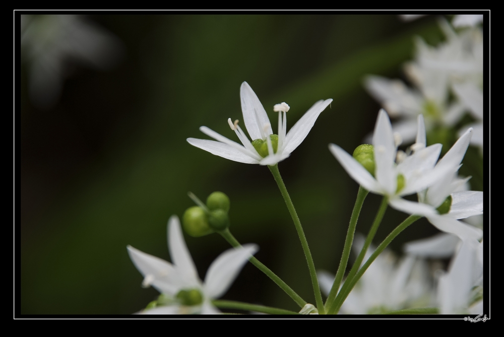 [ Bärlauchblüten ]