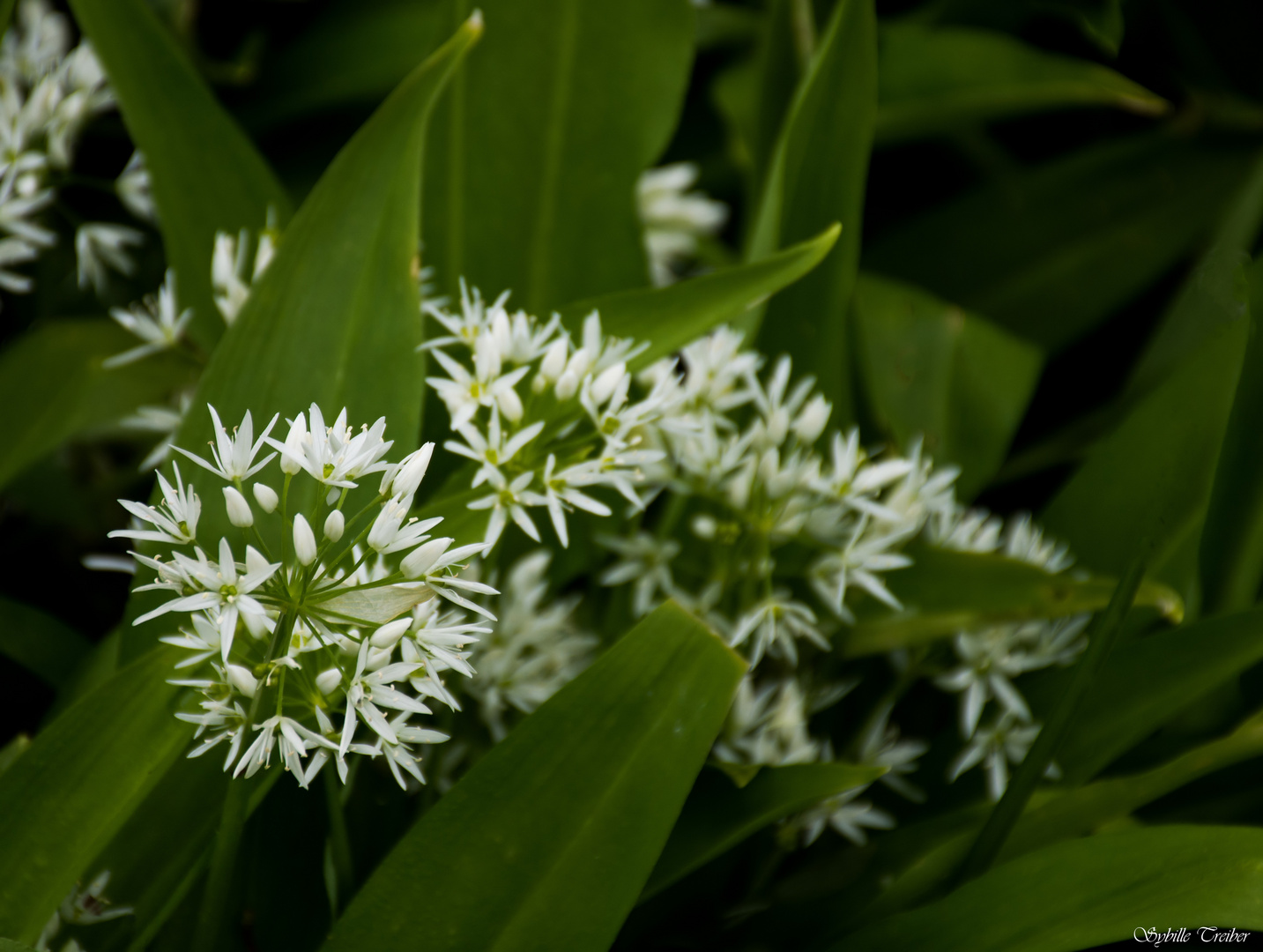 Bärlauchblüten