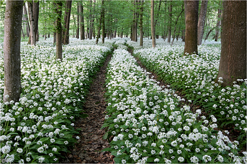 Bärlauchblüten