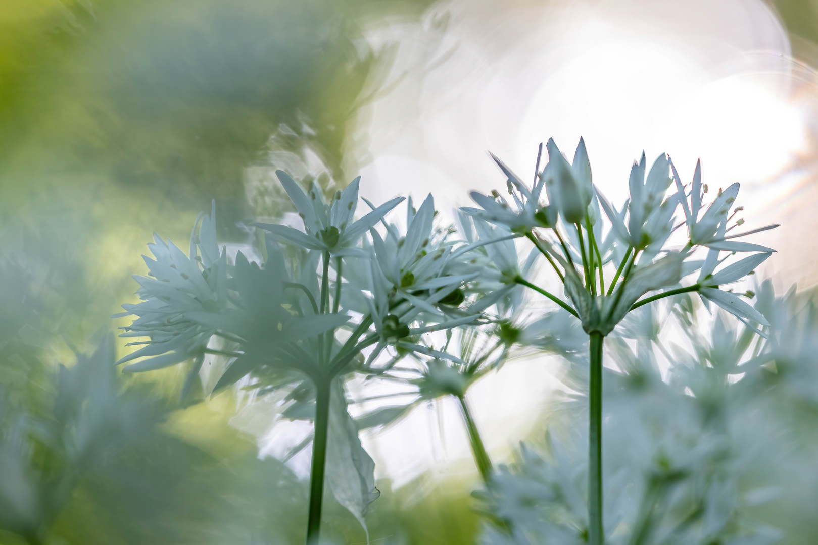 Bärlauchblüten 