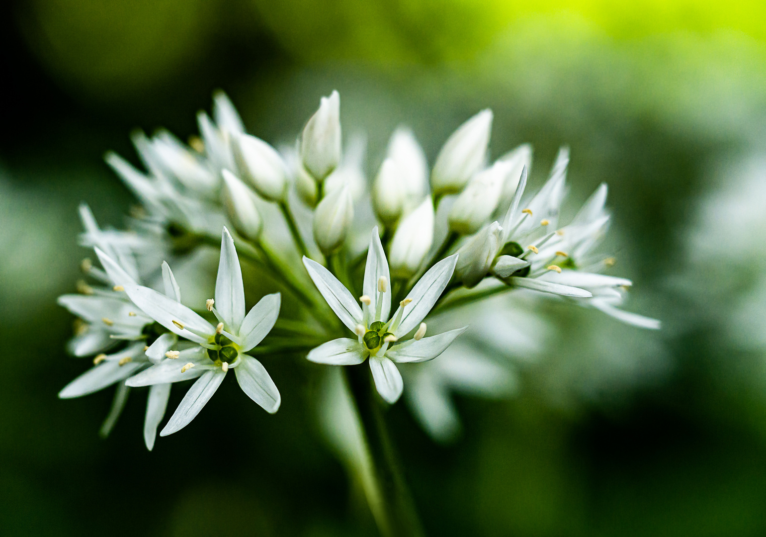 Bärlauchblüten