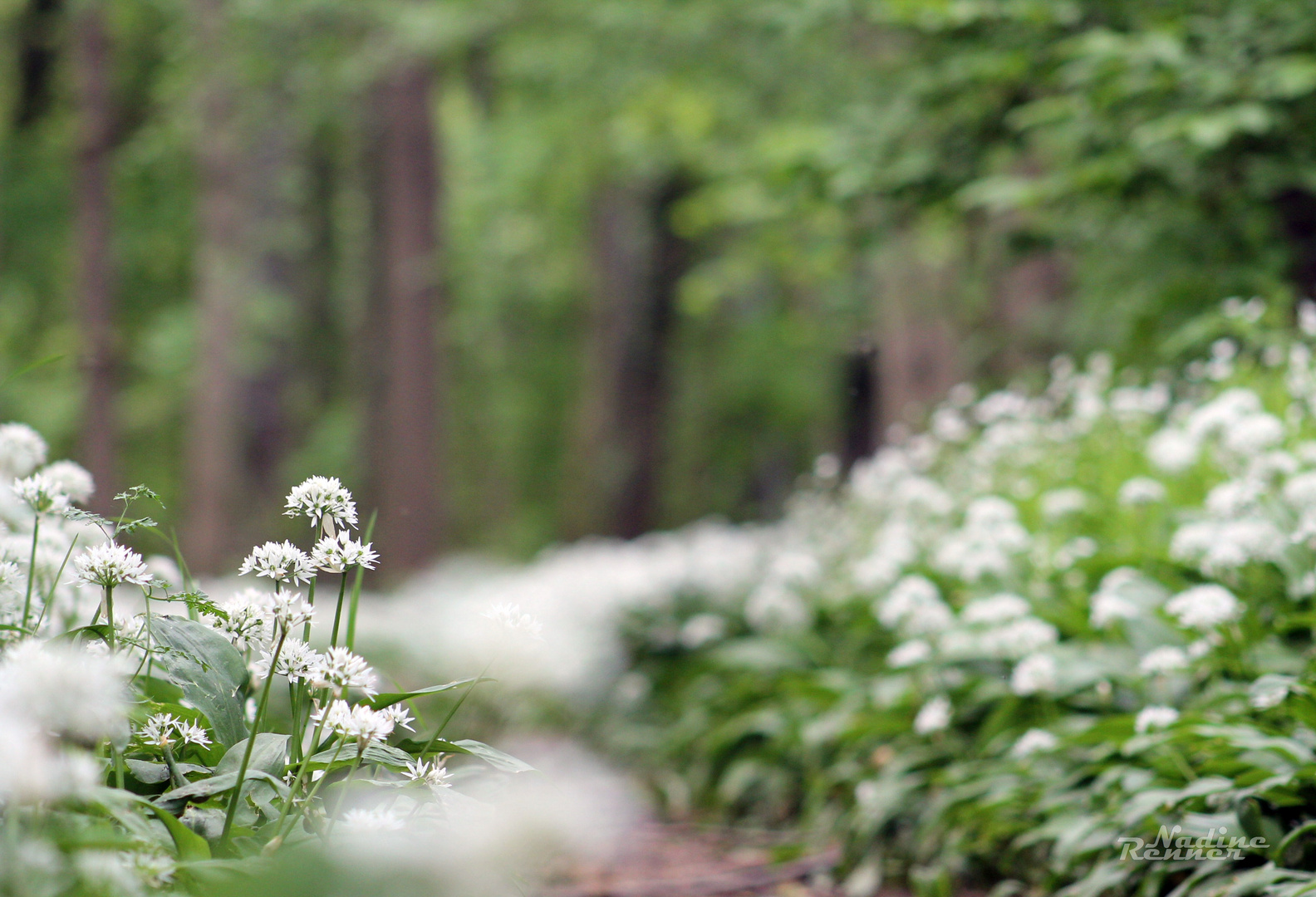 Bärlauchblüten.