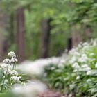 Bärlauchblüten.