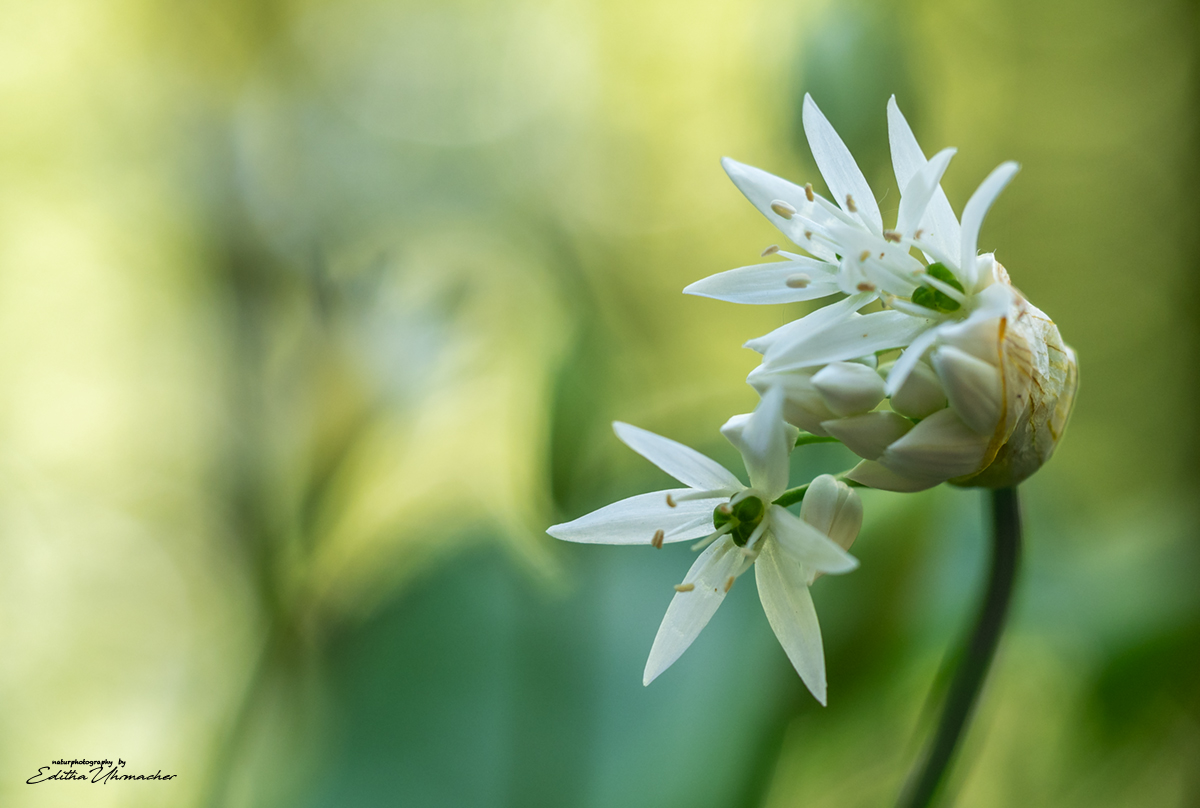 bärlauchblüten