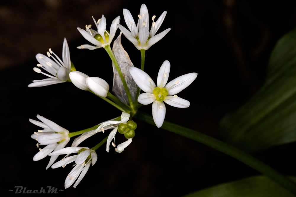 Bärlauchblüten