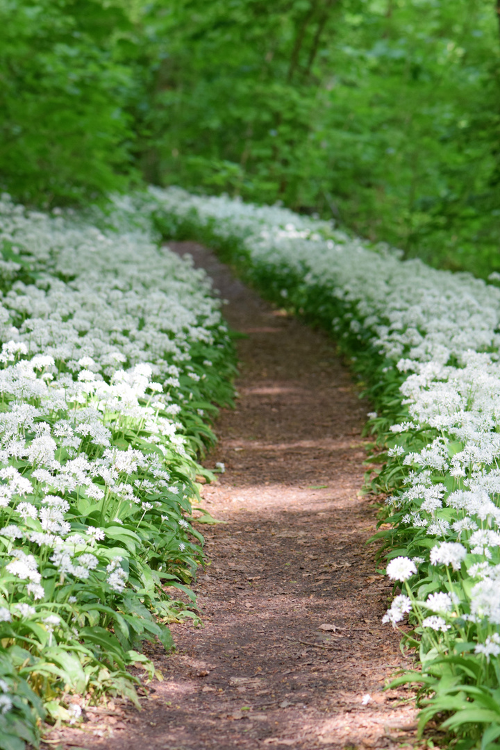 Bärlauchblüten .......