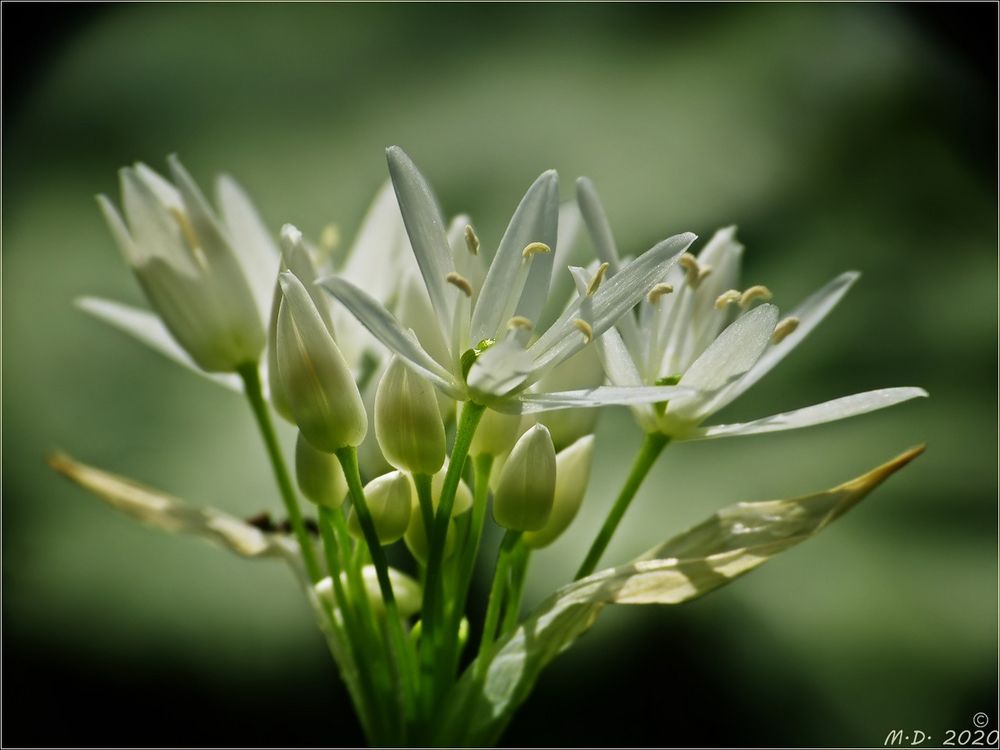 * Bärlauchblüten *