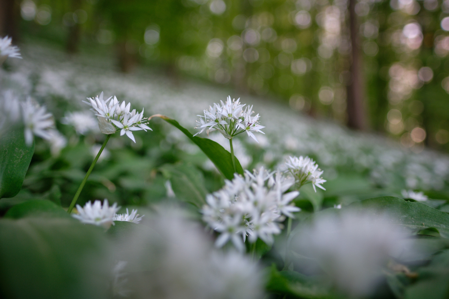 Bärlauchblüten