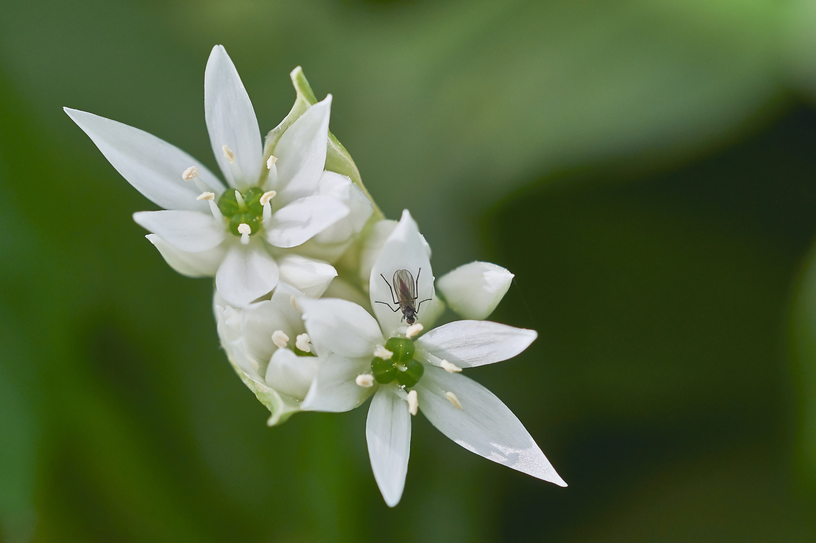 Bärlauchblüten