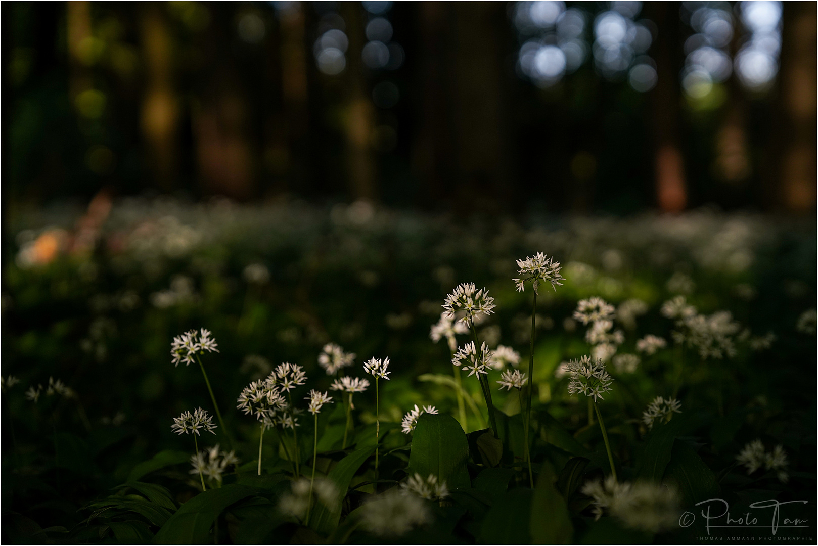 Bärlauchblüten im Abendlicht