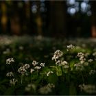 Bärlauchblüten im Abendlicht