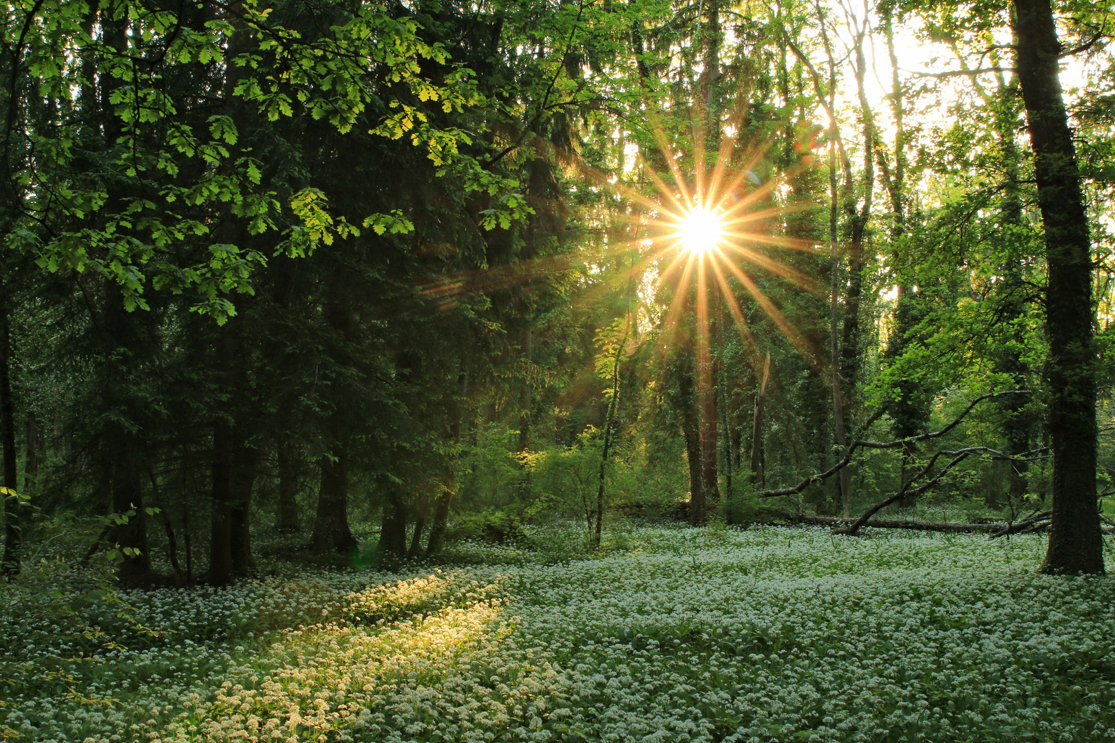 Bärlauchblüten im Abendlicht_IMG_4659