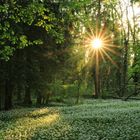 Bärlauchblüten im Abendlicht_IMG_4659