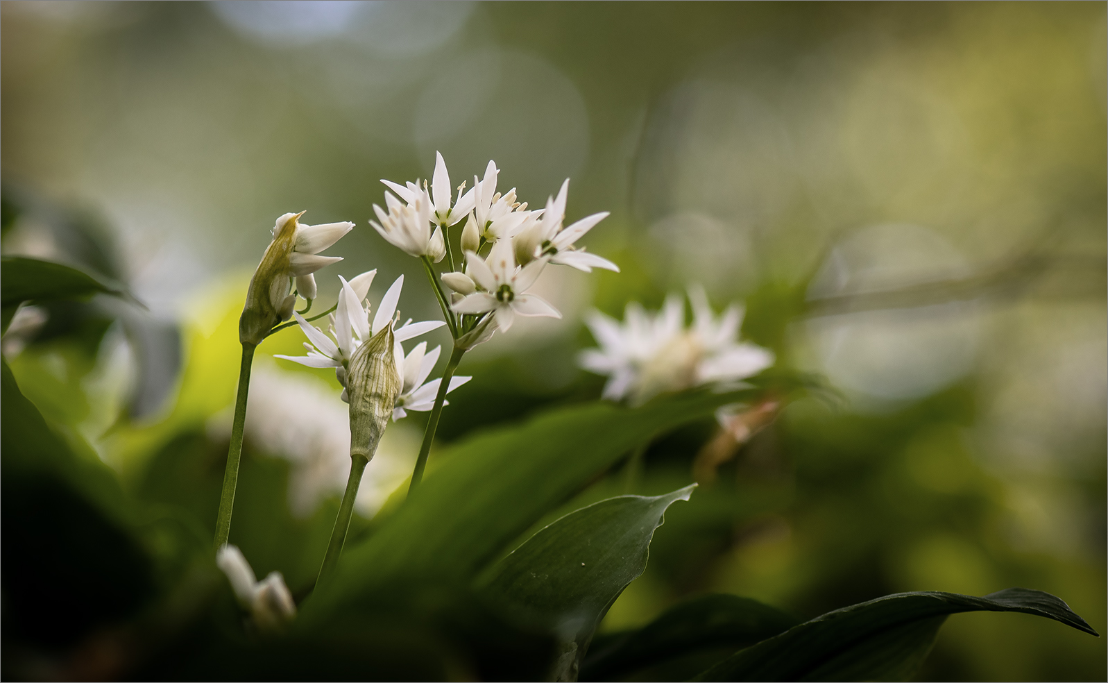 Bärlauchblüten  -  verschiedene Blütenstadien