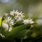 Bärlauchblüten  -  verschiedene Blütenstadien