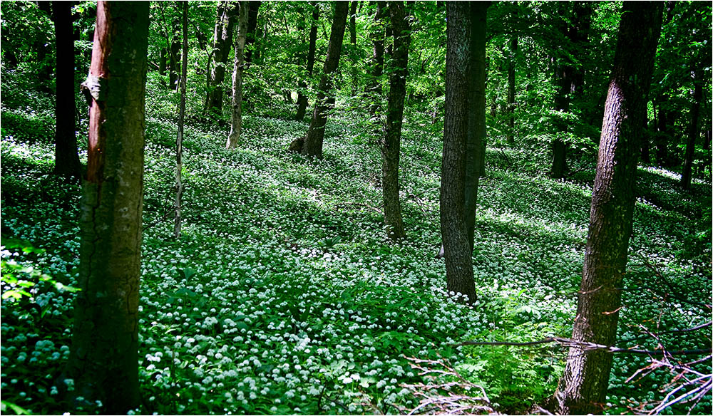 Bärlauchplantage im Wienerwald