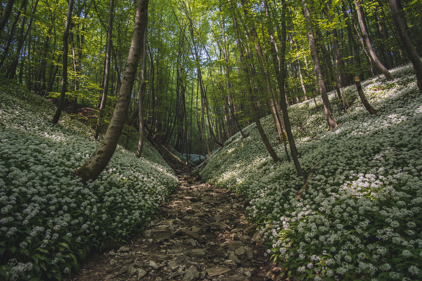 Bärlauchschlucht