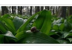 Bärlauchschnecke