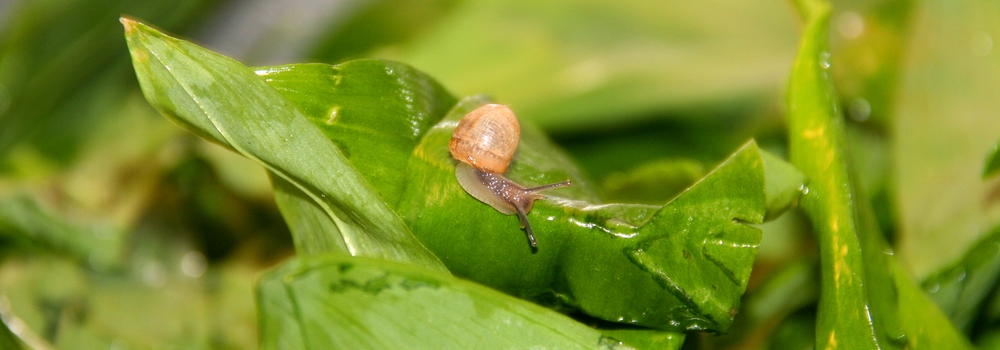 Bärlauchschnecke