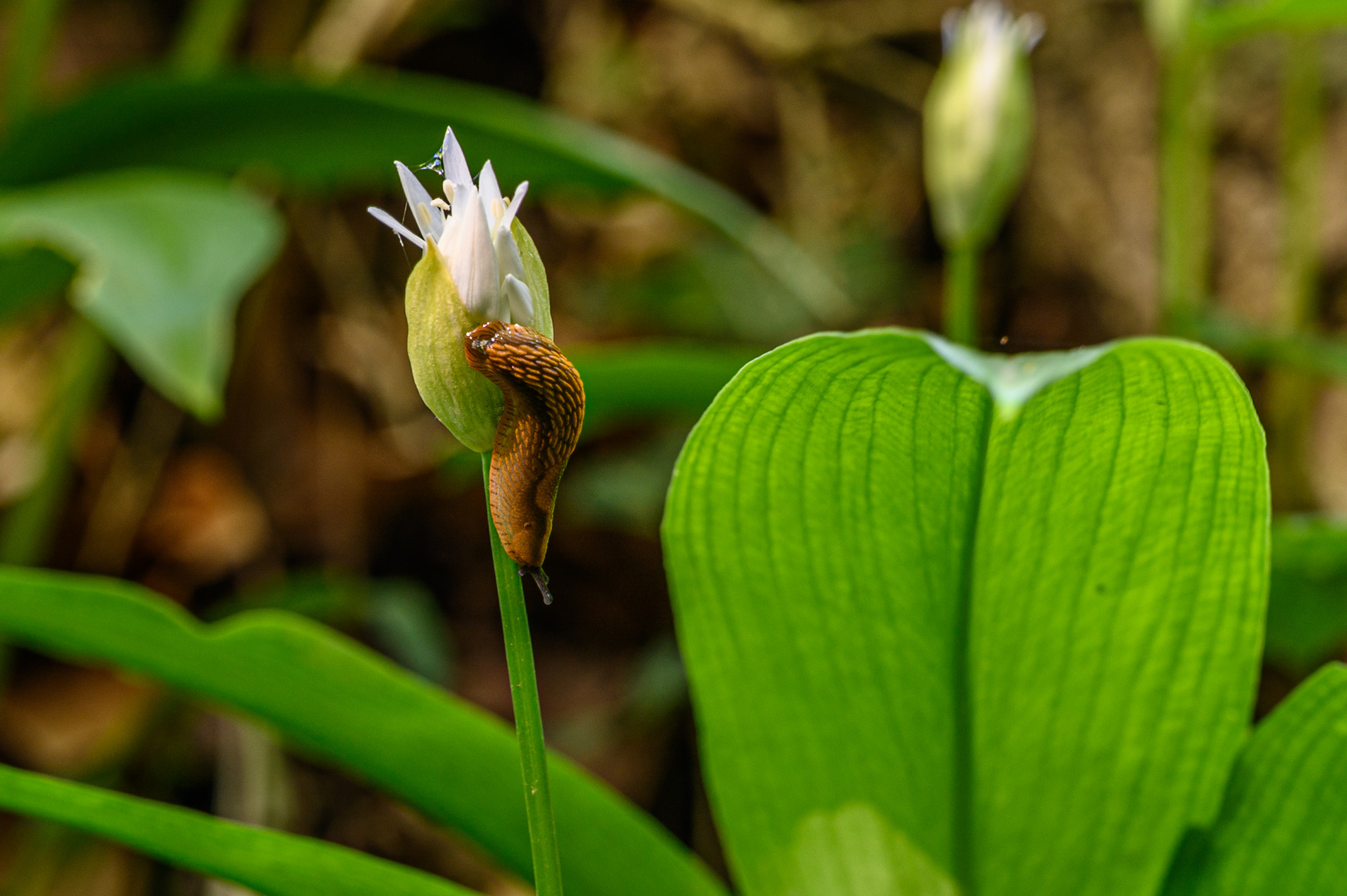 Bärlauchschnecke