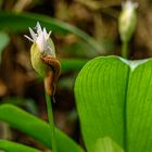 Bärlauchschnecke