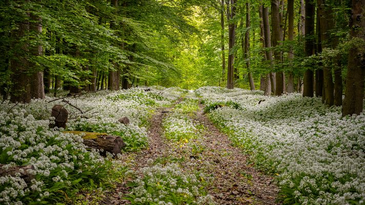 Bärlauchspaziergang im Eckertal