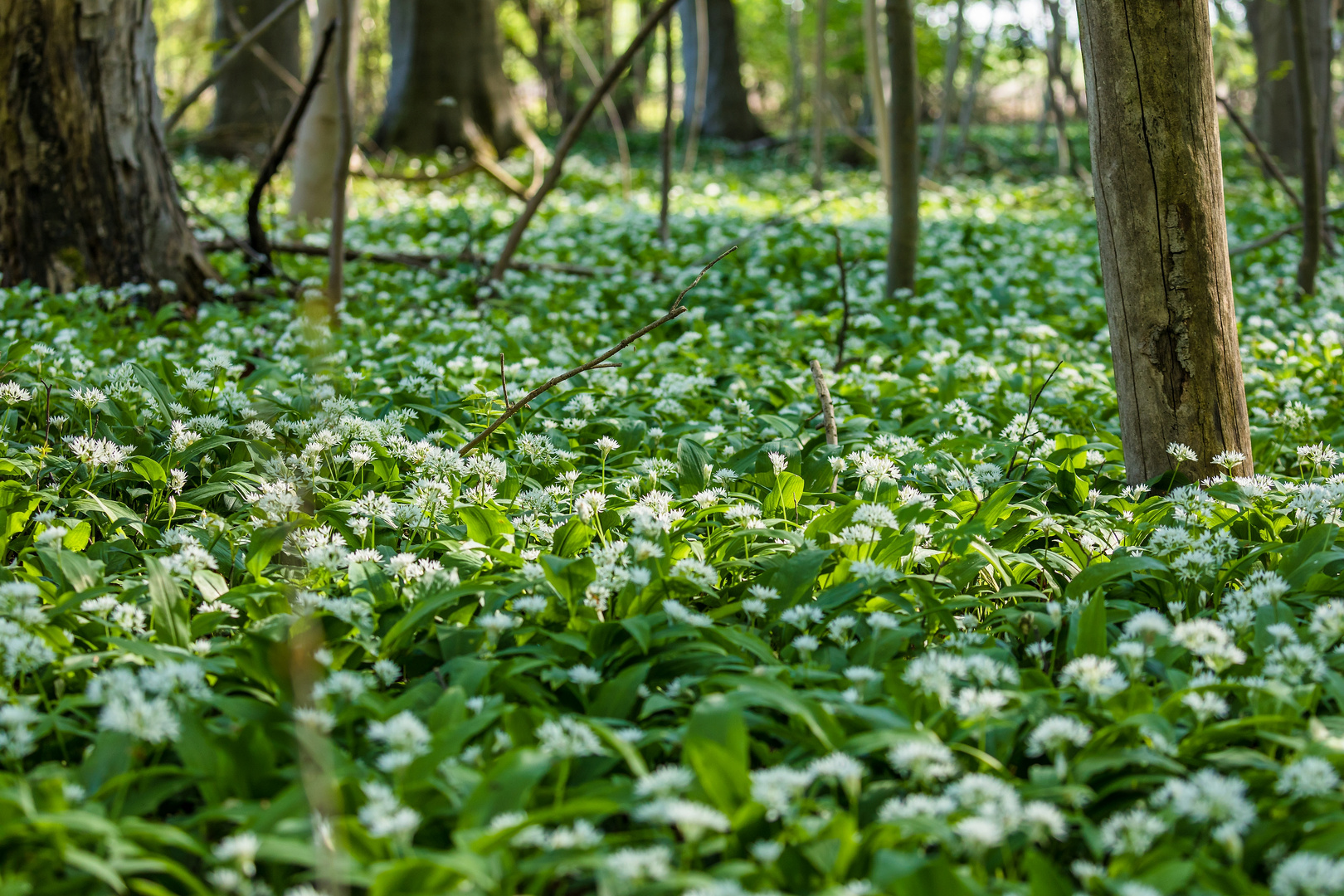 Bärlauchteppich