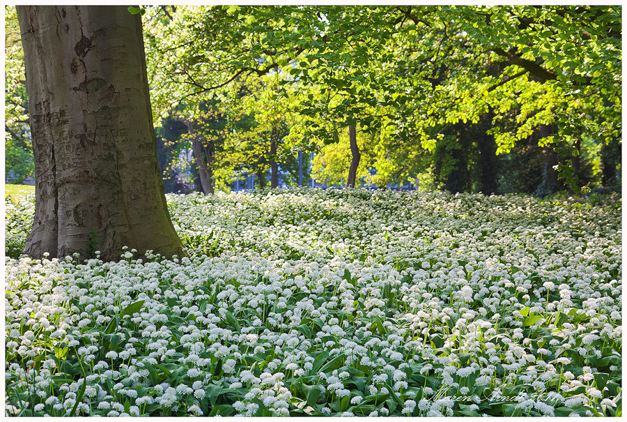 Bärlauchwald