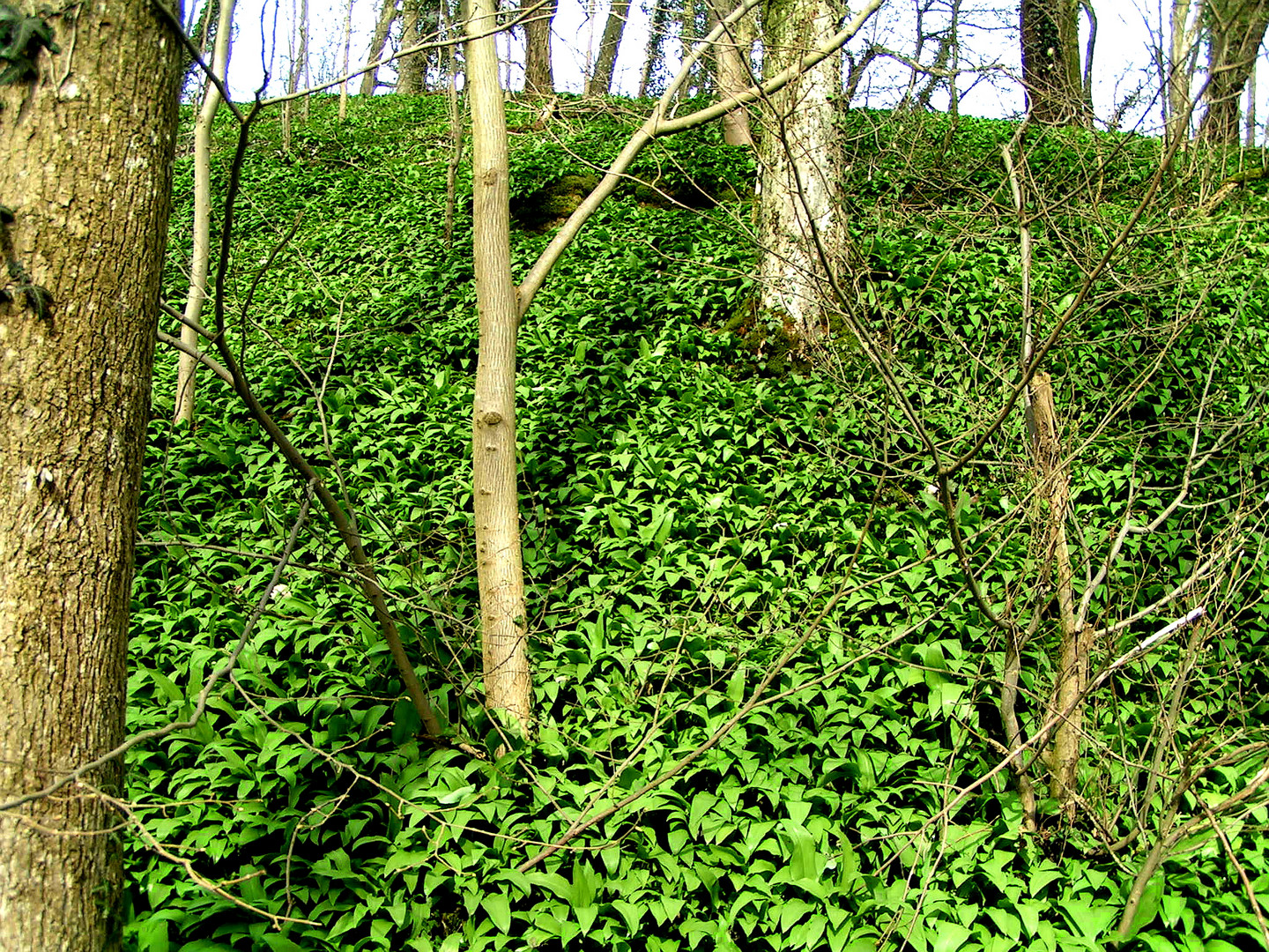 Bärlauchwald