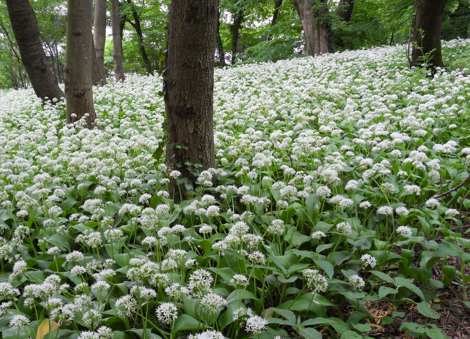 Bärlauchwald 2