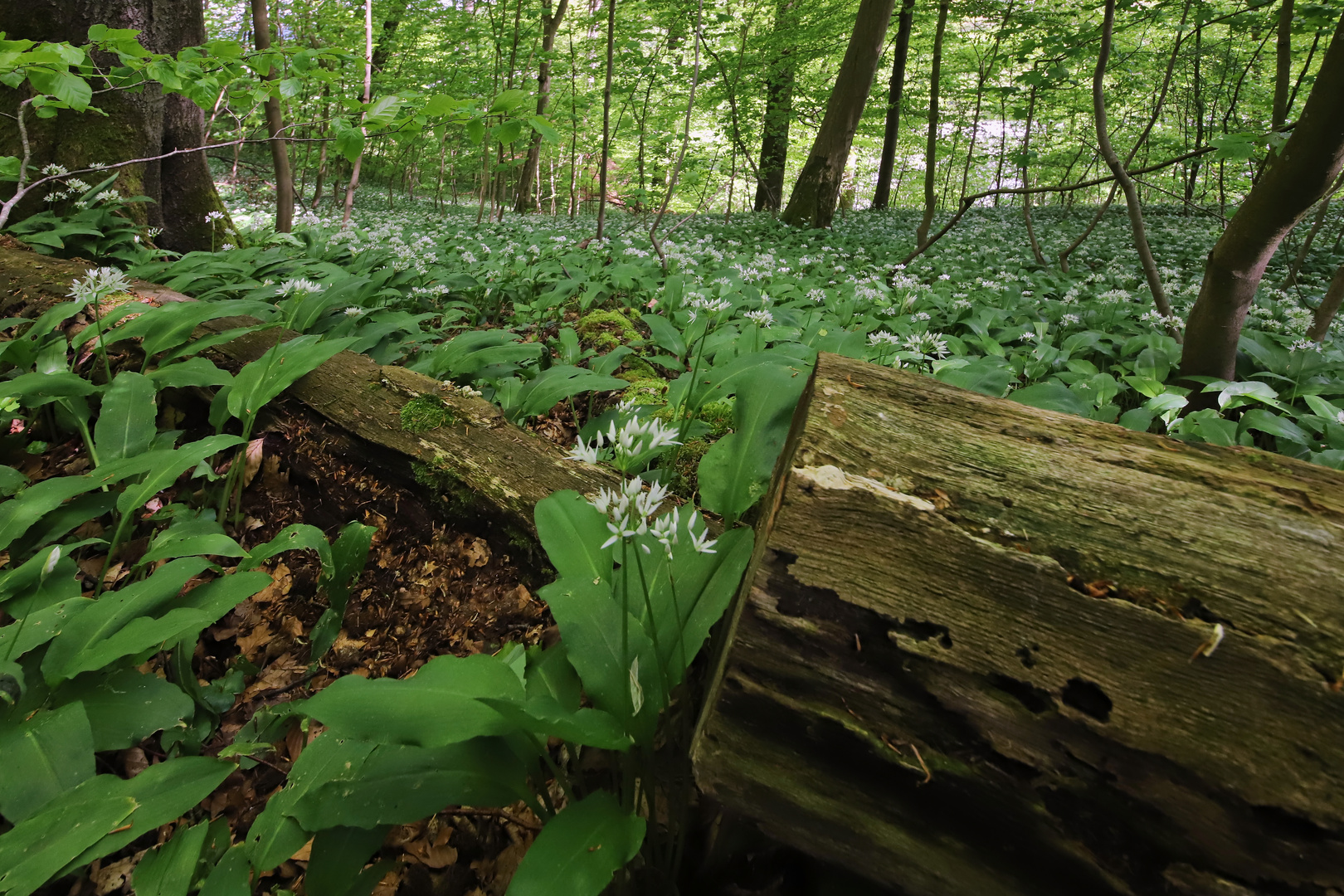 Bärlauchwald (2021_05_24_4410_ji)