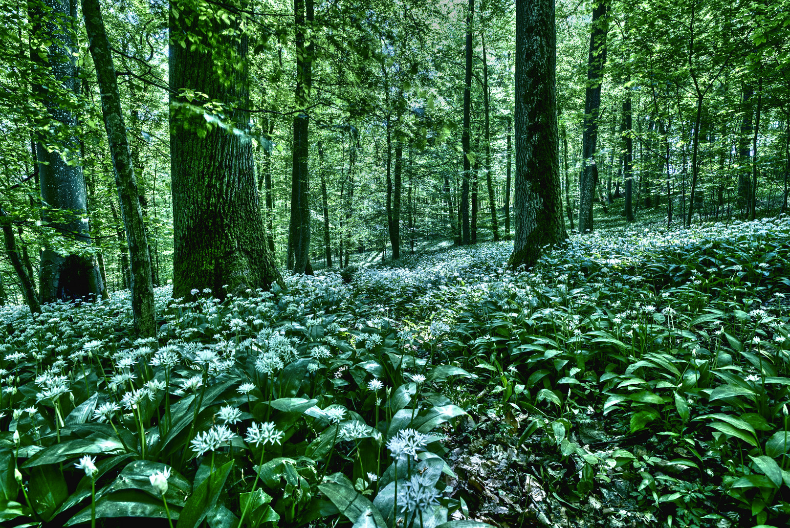 Bärlauchwald