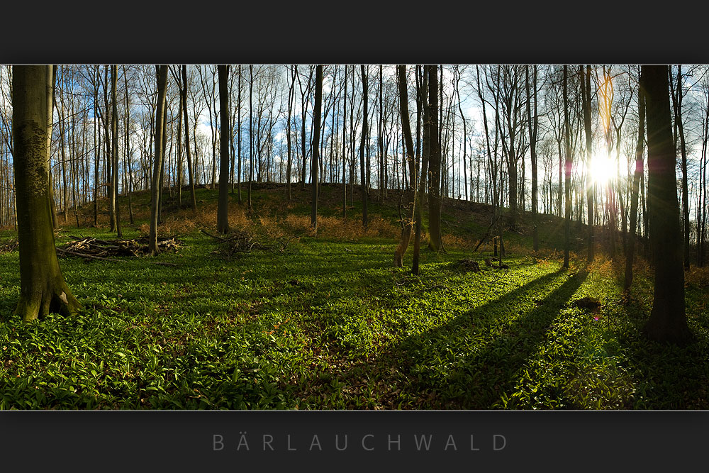 Bärlauchwald