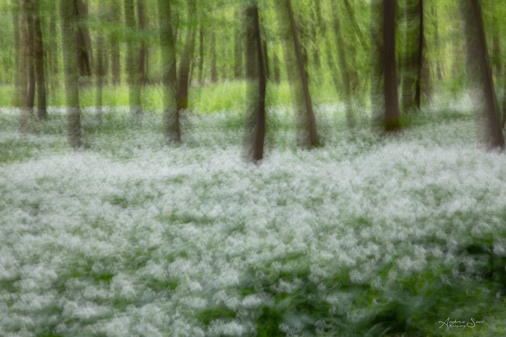 ... Bärlauchwald ...