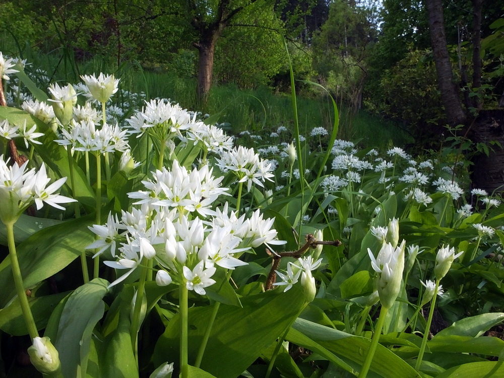 Bärlauchwald ...