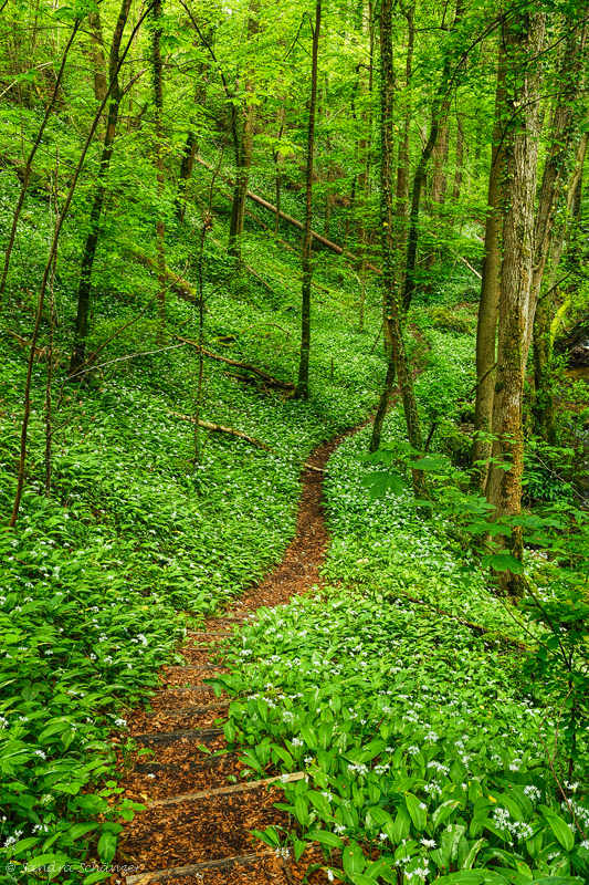 ~ Bärlauchwald ~