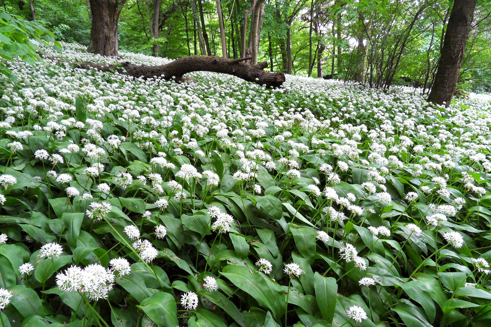 Bärlauchwald...