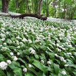 Bärlauchwald...