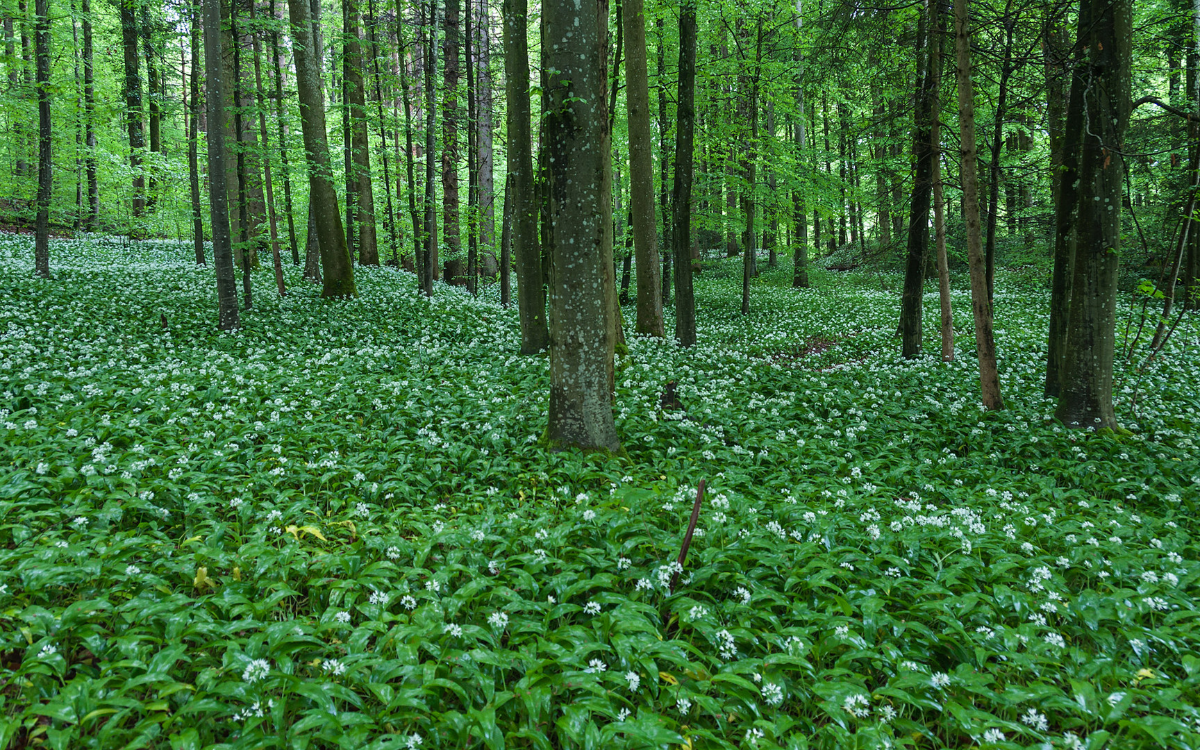 Bärlauchwald