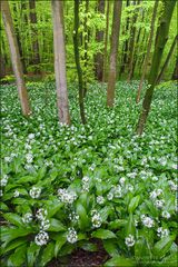 Bärlauchwald