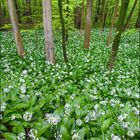 Bärlauchwald