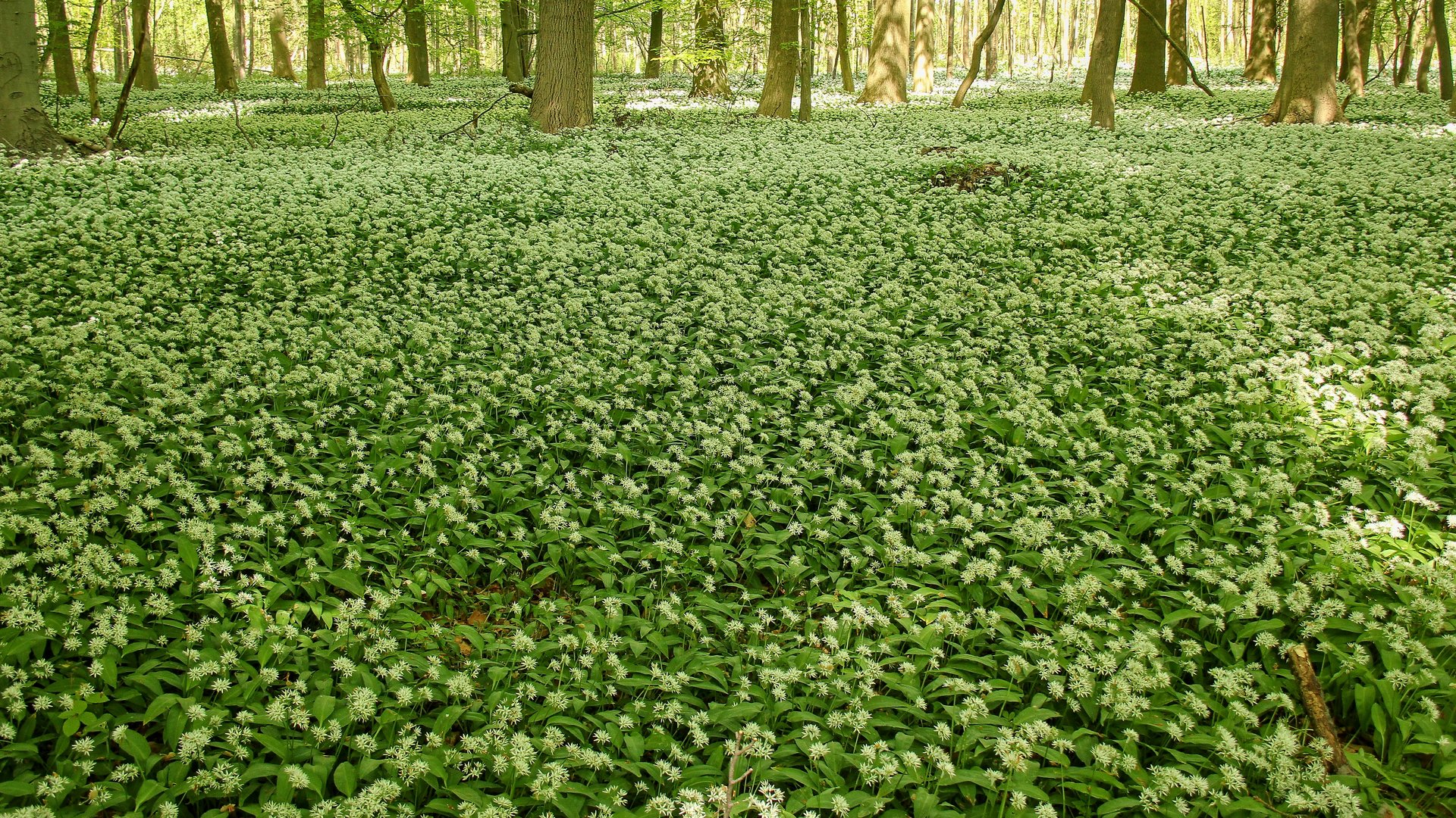 Bärlauchwald