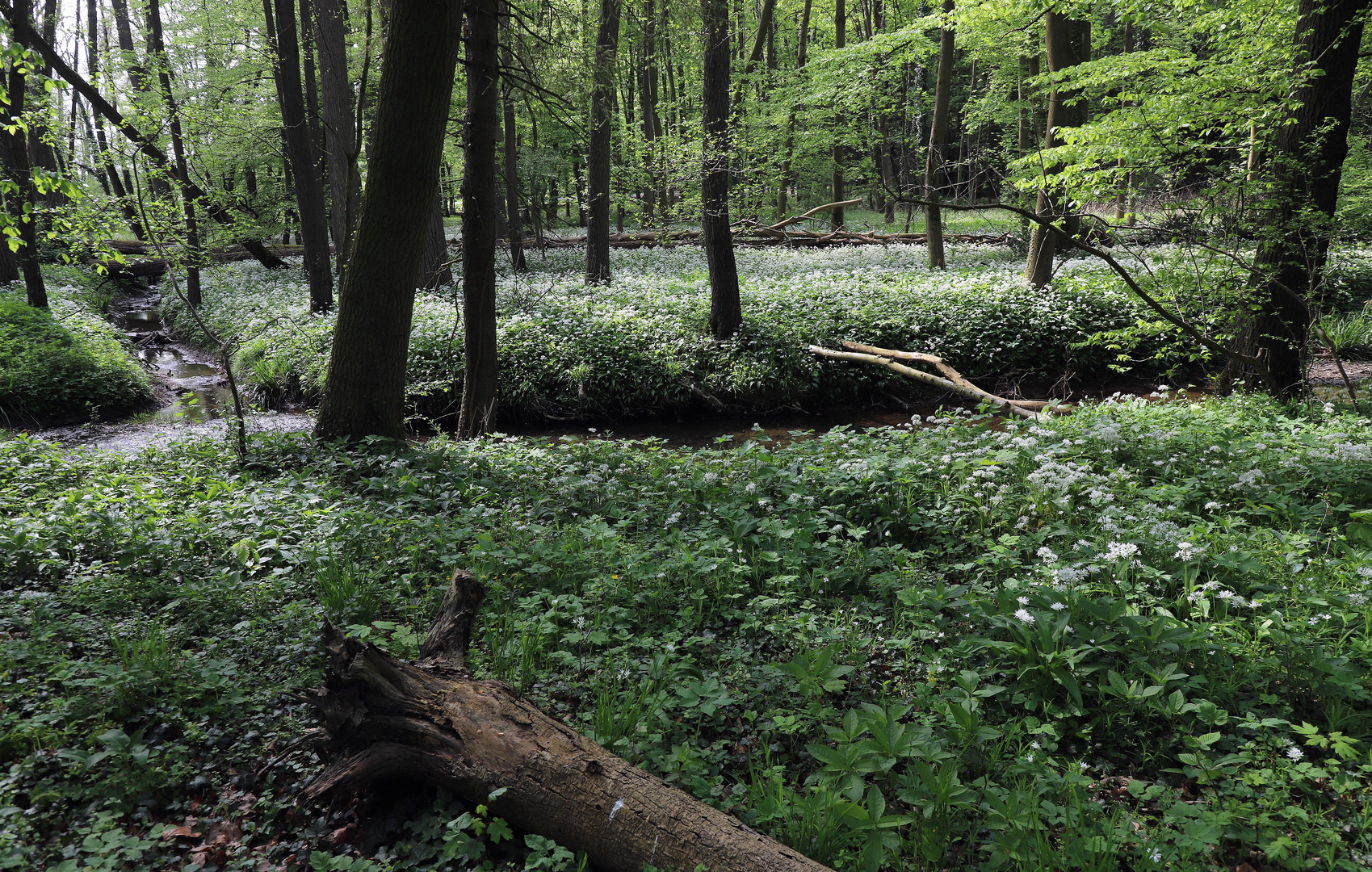 bärlauchwald