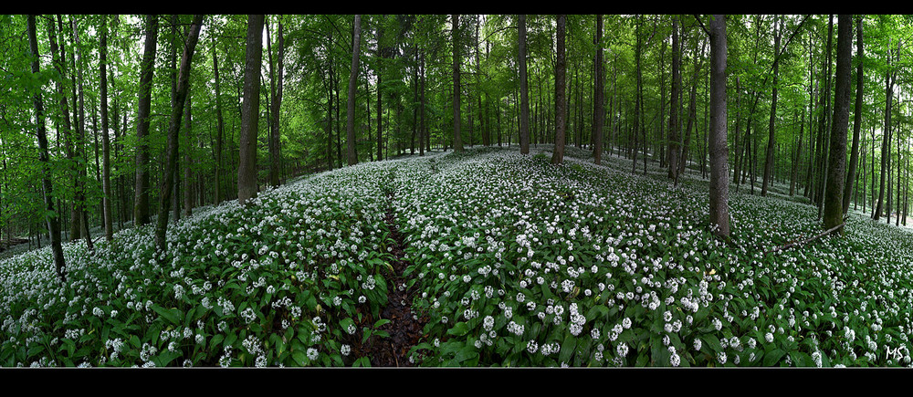 Bärlauchwald